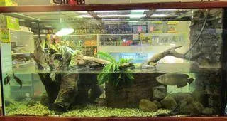 Large Display Tanks - Amazing Amazon